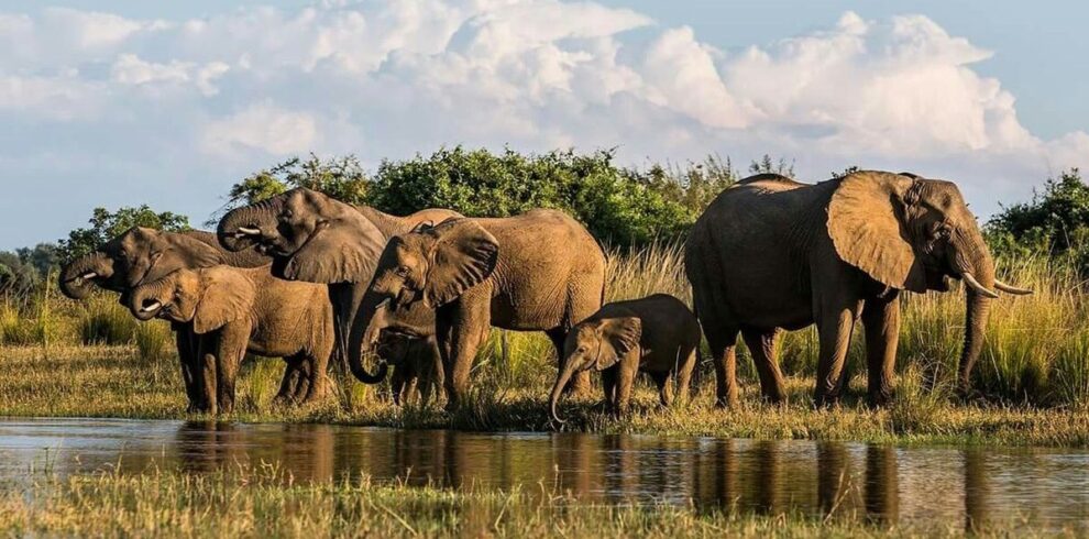 Serengeti Wildlife Adventure