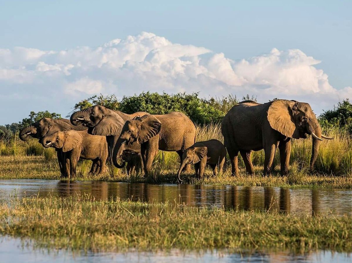 Elephants drinking water in Serengeti 3