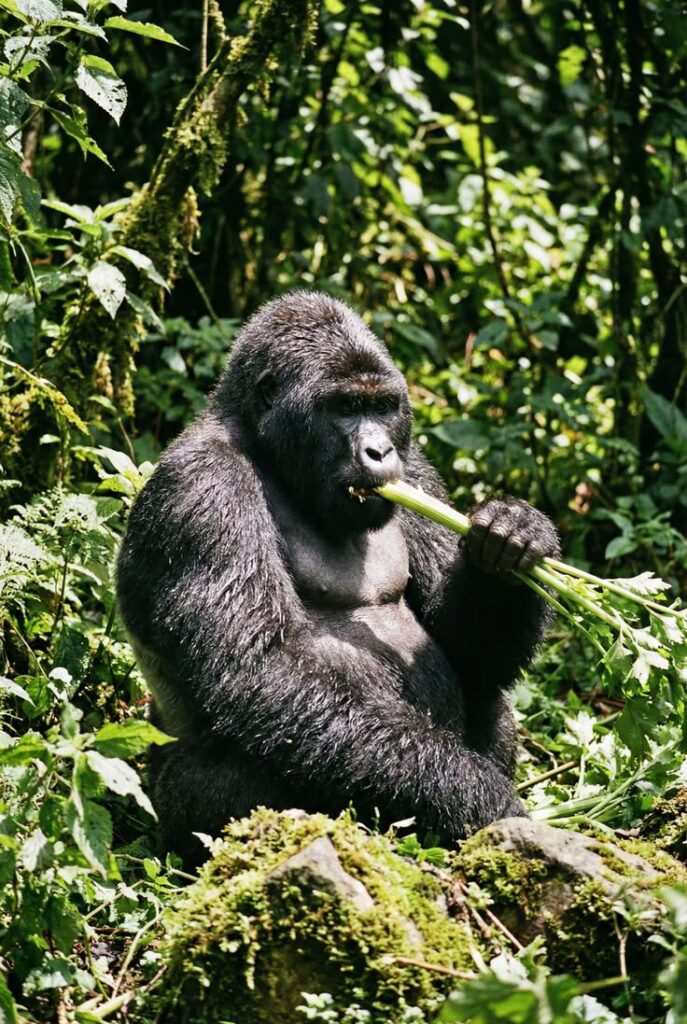 rwanda gorilla trekking permit