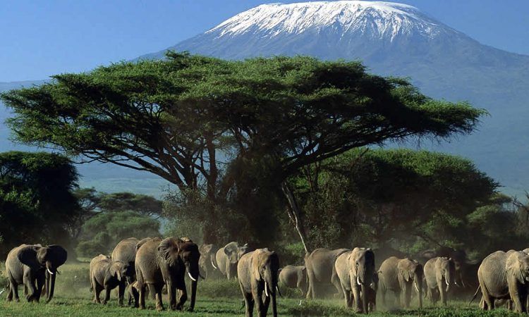Amboseli NationaL Park for Wildlife tours in Kenya
