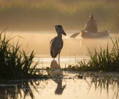 Birdwatching in Uganda: A Soul-Stirring Journey into Africa’s Avian Sanctuary