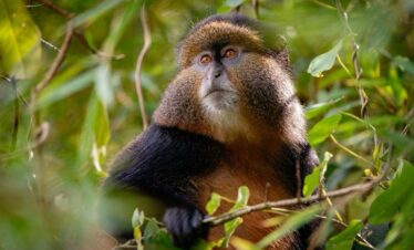 Rwanda Gorilla & Golden Monkey