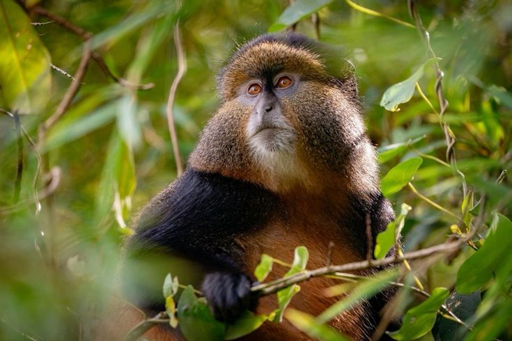 Rwanda Gorilla & Golden Monkey
