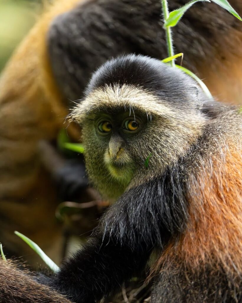 golden monkey trekking in Rwanda