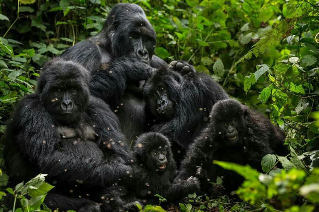 mountain gorilla conservation fee