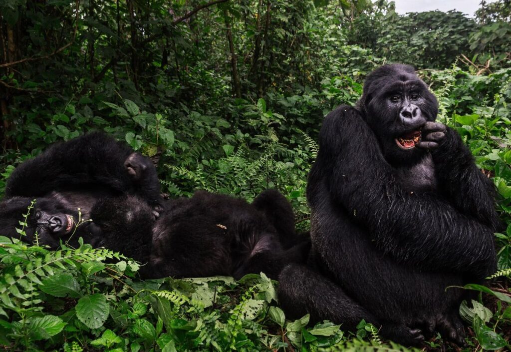best Bwindi sector for gorilla trekking 