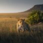 Kenya vs Tanzania Safari: Choosing Your Soul-Stirring African Legacy in 2026