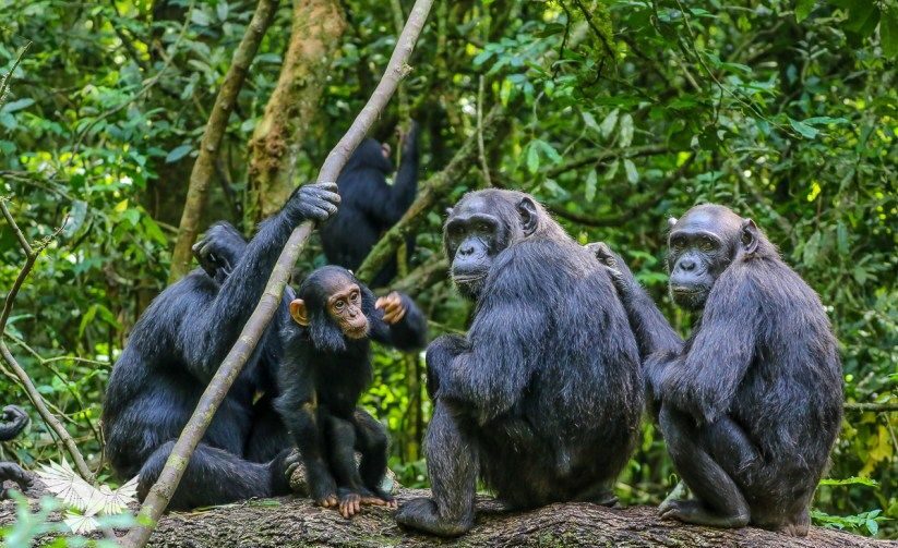 chimpanzee trekking in Kibale Forest