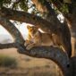 The Tree-Climbing Lions of Uganda: A Soul-Stirring Encounter in Ishasha