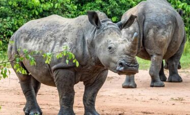 Murchison Falls & Ziwa Rhino Sanctuary