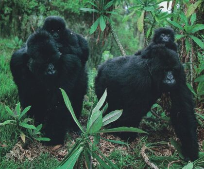 gorilla trekking Uganda vs Rwanda