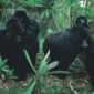 gorilla habituation experience bwindi uganda.1jpg 85x85