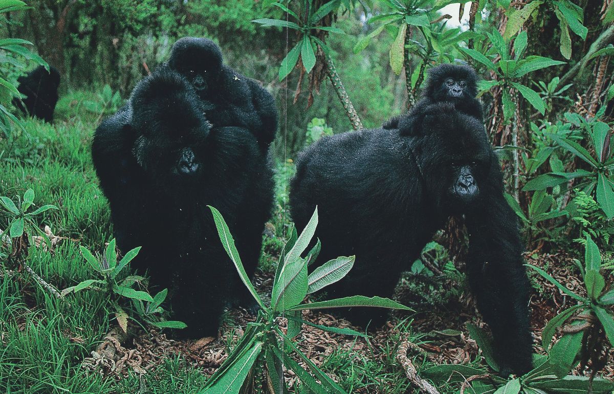 gorilla trekking Uganda vs Rwanda