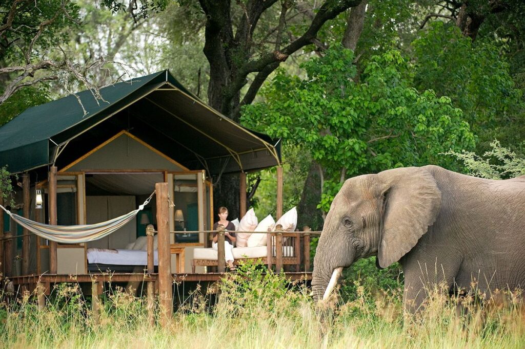 An Elephant, one of the Big Five wildlife tours