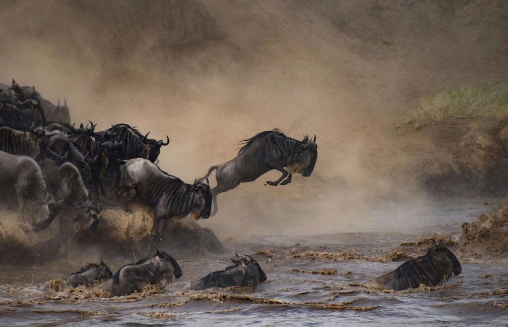 The great migration wildlife tours