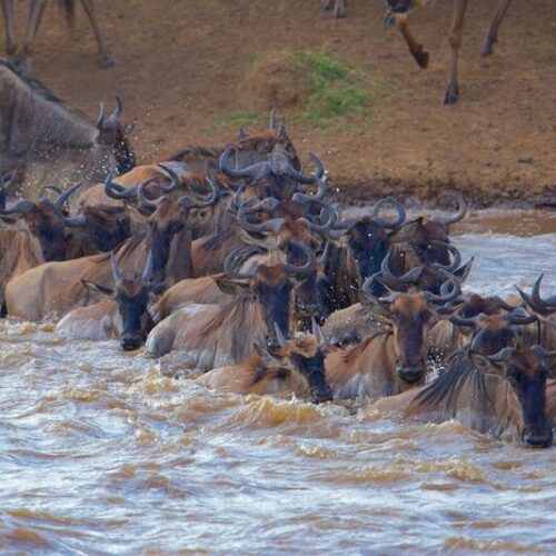 Great Serengeti Migration Safari