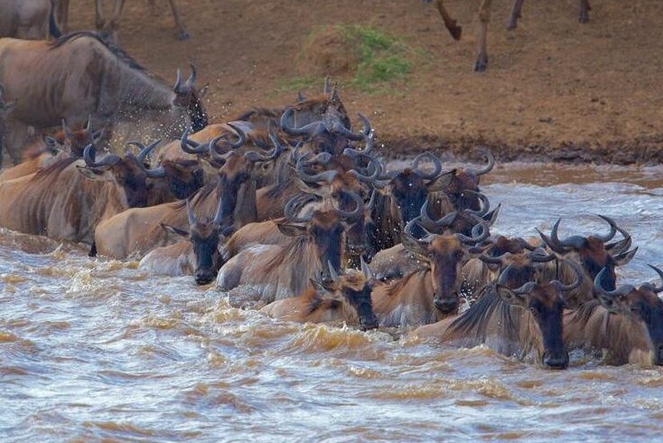 Great Serengeti Migration Safari