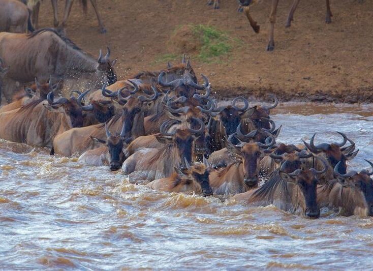 Great Serengeti Migration Safari
