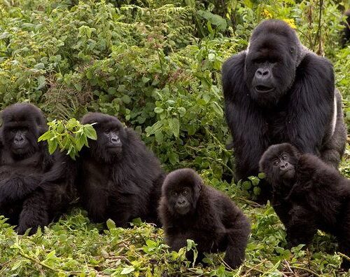 7-Day Rwanda Wildlife Tour | Akagera, Nyungwe & Volcanoes Safari