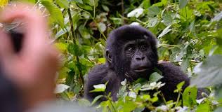 Rwanda gorilla trekking permit