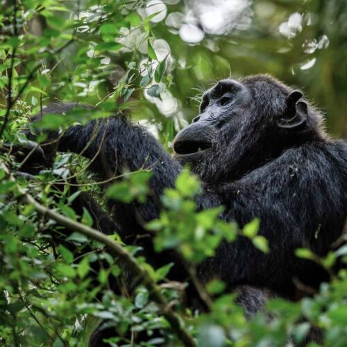 Rwanda Chimpanzee Trekking