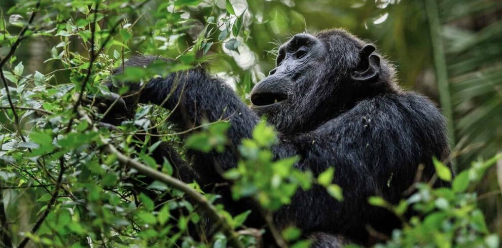 Rwanda Chimpanzee Trekking