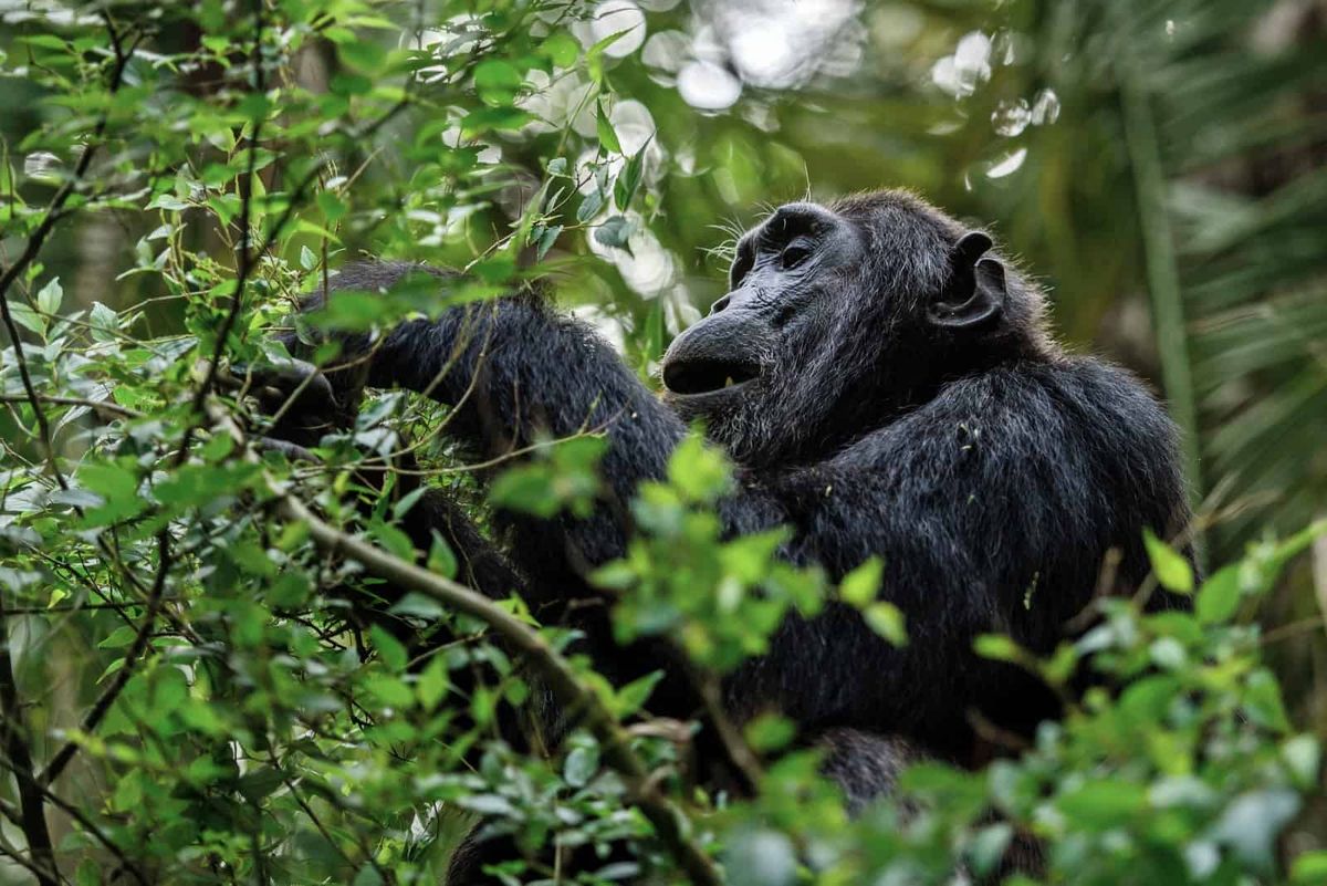 Rwanda Chimpanzee Trekking