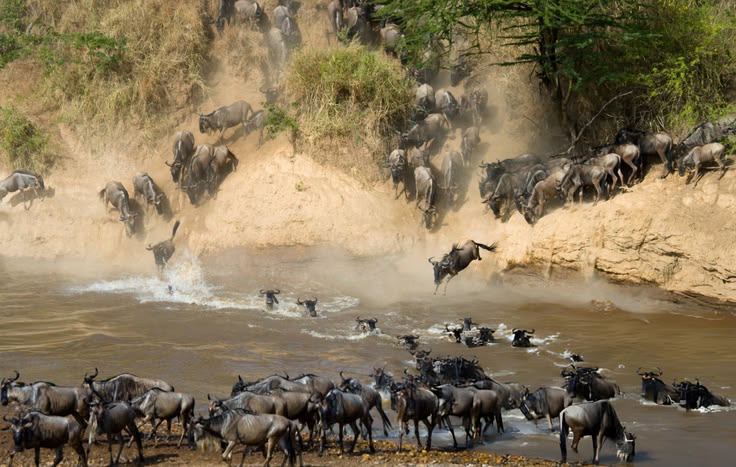 7-day Masai Mara safari