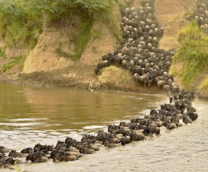 Wildlife Safari and Zanzibar Beach Holiday
