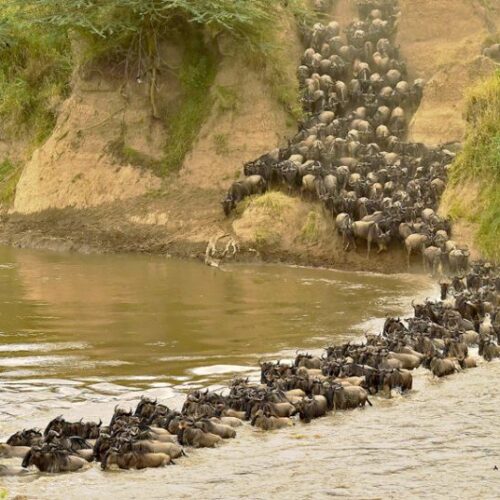 Wildlife Safari and Zanzibar Beach Holiday