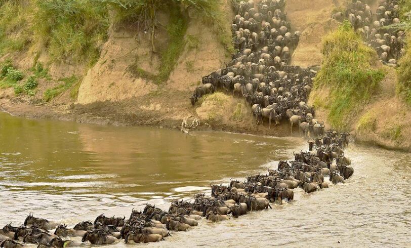 Wildlife Safari and Zanzibar Beach Holiday