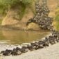 Wildlife Safari and Zanzibar Beach Holiday
