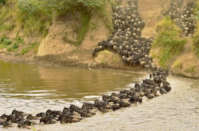Wildlife Safari and Zanzibar Beach Holiday