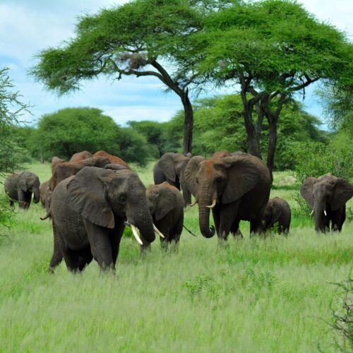 Tarangire Wildlife Experience