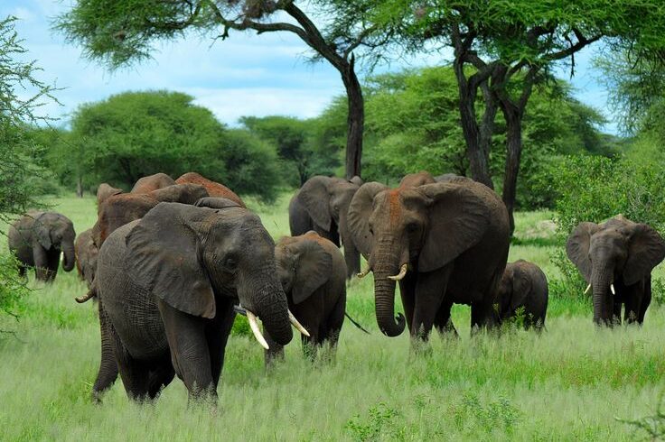 Tarangire Wildlife Experience