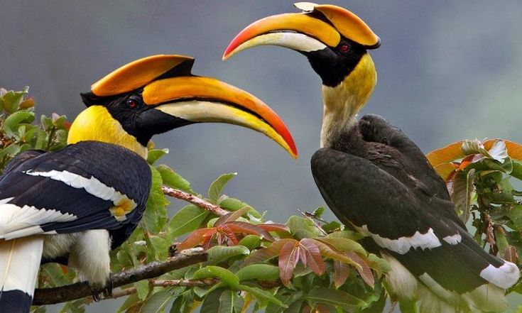 Uganda Birdwatching Safari