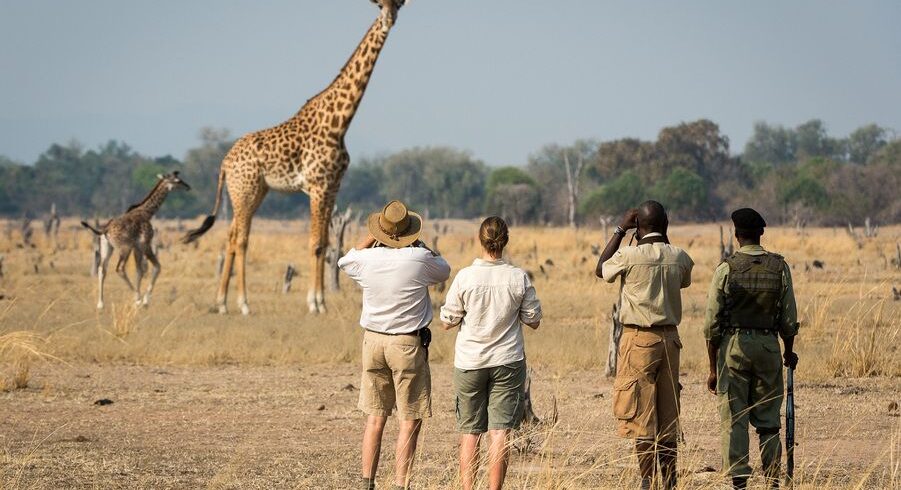 budget safari