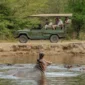 trending safaris 85x85