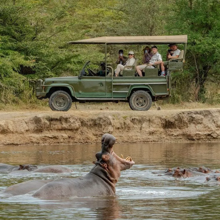 slow safari trend