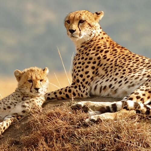 Kidepo Wilderness & Cultural Experience