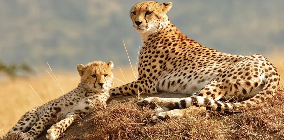 Kidepo Wilderness & Cultural Experience