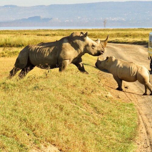 Lake Nakuru Rhino Safari