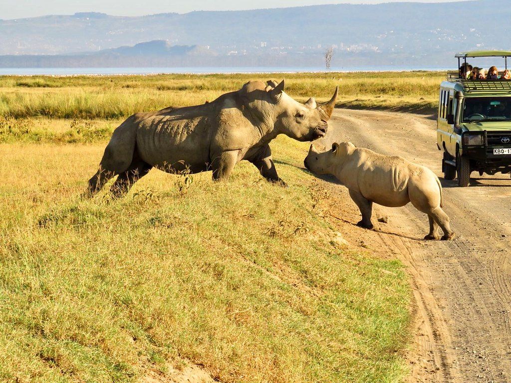 Lake Nakuru Rhino Safari