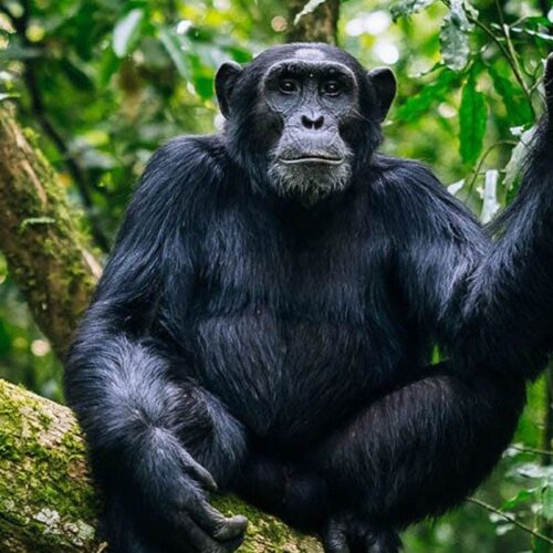 Nyungwe Forest Chimpanzee Safari