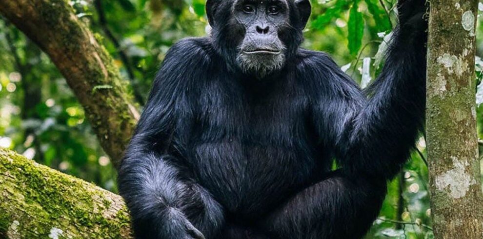 Nyungwe Forest Chimpanzee Safari
