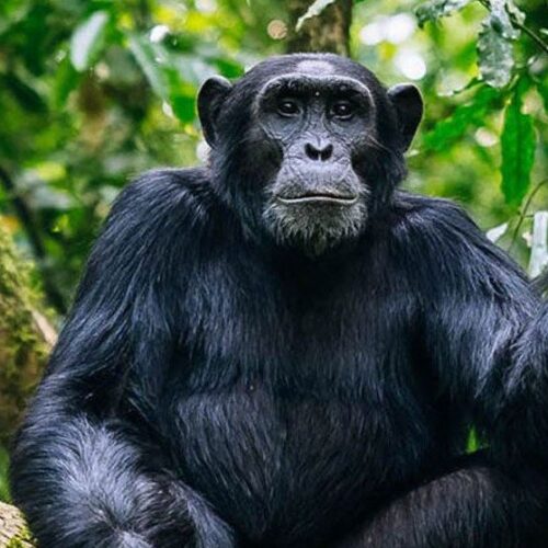 Nyungwe Forest Chimpanzee Safari