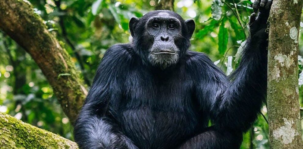 Nyungwe Forest Chimpanzee Safari