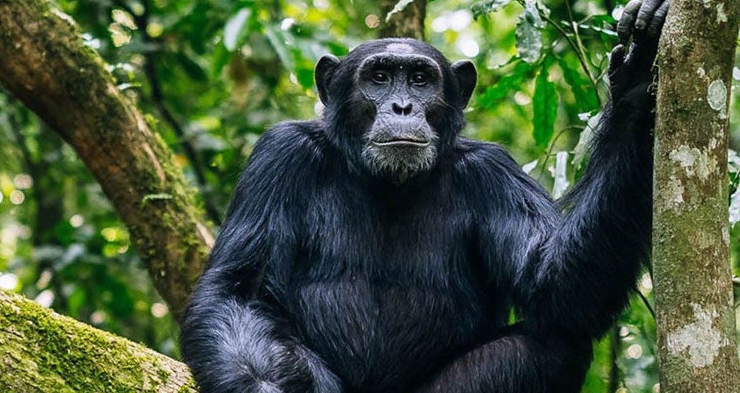 Nyungwe Forest Chimpanzee Safari