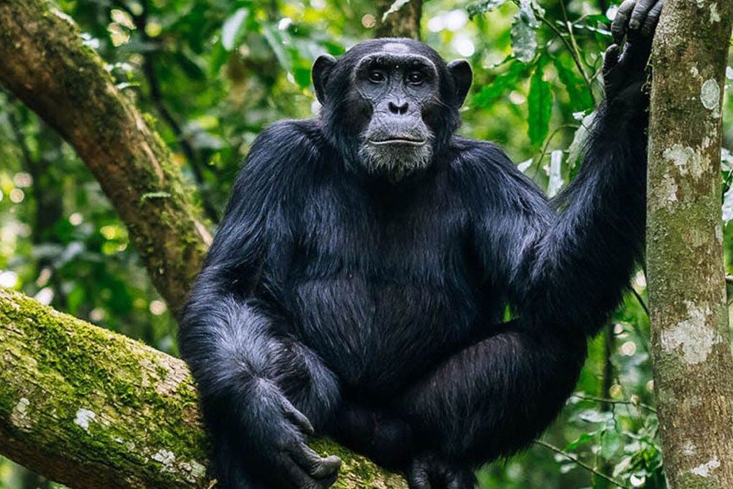 Nyungwe Forest Chimpanzee Safari