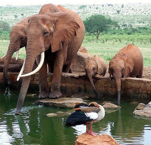 Amboseli & Tsavo Wildlife Safari